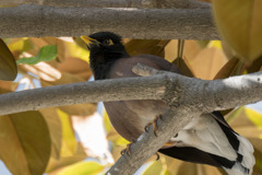シドニー港の木にいた野鳥(インドハッカ)_20180801