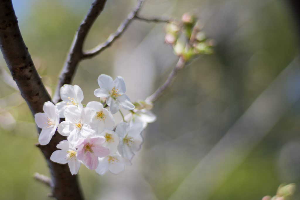 本牧山頂公園【大島桜】⑦20210317