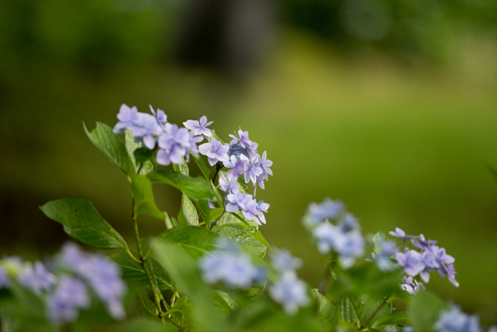 昭和記念公園【青色の額紫陽花】①20170701