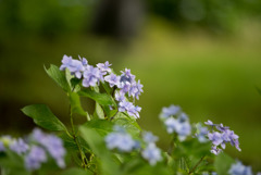 昭和記念公園【青色の額紫陽花】①20170701