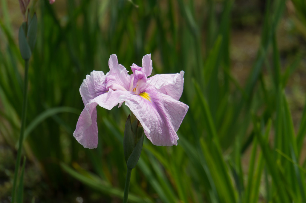神代植物公園【花菖蒲：相生錦】20170527