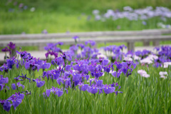 神代植物公園【花菖蒲】②20190602
