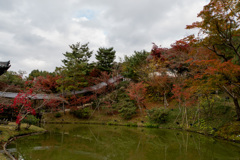 京都の紅葉【高台寺】②20201126