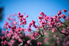 大船フラワーセンター【梅の花：大盃】③20220211