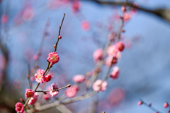 大倉山梅林【梅の花：筑紫紅】20250214