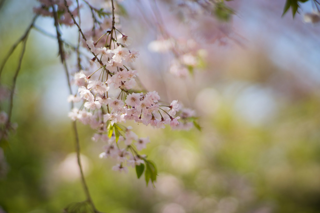神代植物公園【八重紅枝垂桜】⑧20190413