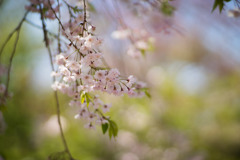 神代植物公園【八重紅枝垂桜】⑧20190413