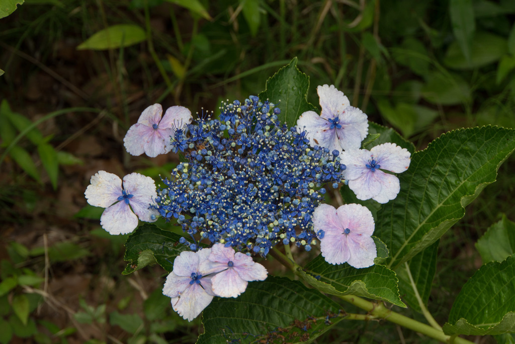 大船植物園【額紫陽花】20170702