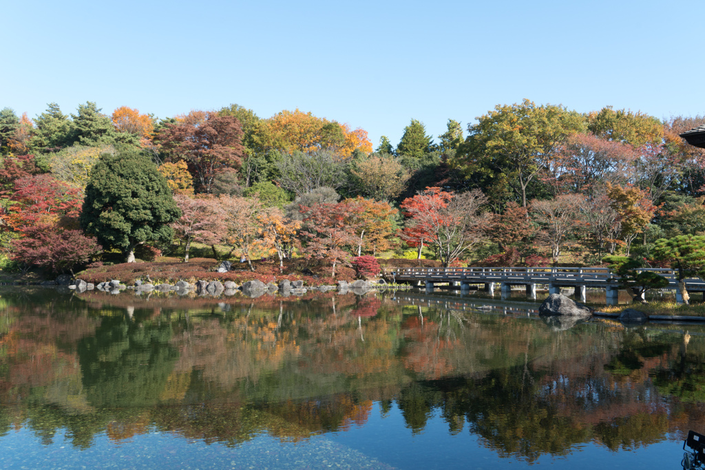 昭和記念公園【日本庭園：陽昌から見る紅葉】②20231124