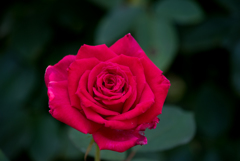 【京成バラ園(薔薇：ファースト・ブラッシュ)】20161023