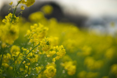 吾妻山公園【菜の花畑：Planar 85mm f1.4】②20190104