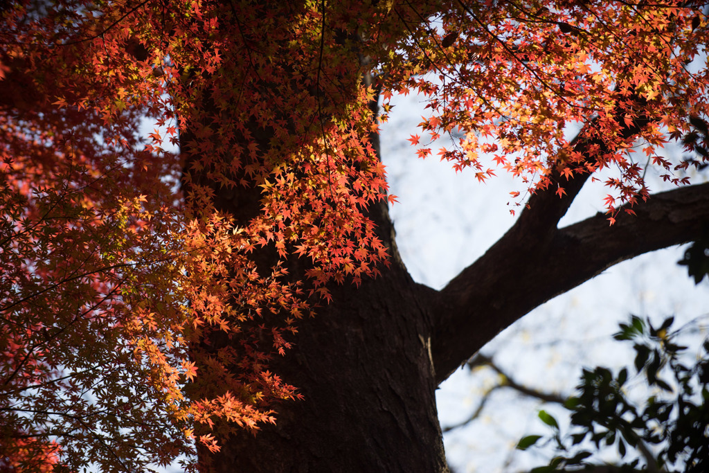 小石川後楽園【小盧山付近の紅葉】③20171126