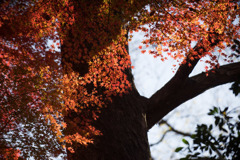 小石川後楽園【小盧山付近の紅葉】③20171126