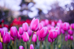 サムエル・コッキング苑【チューリップ：ピンクツイスト】②20260106