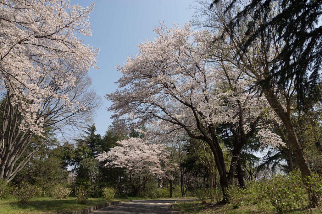 昭和記念公園【さくら橋近くの桜林の眺め】②20190406