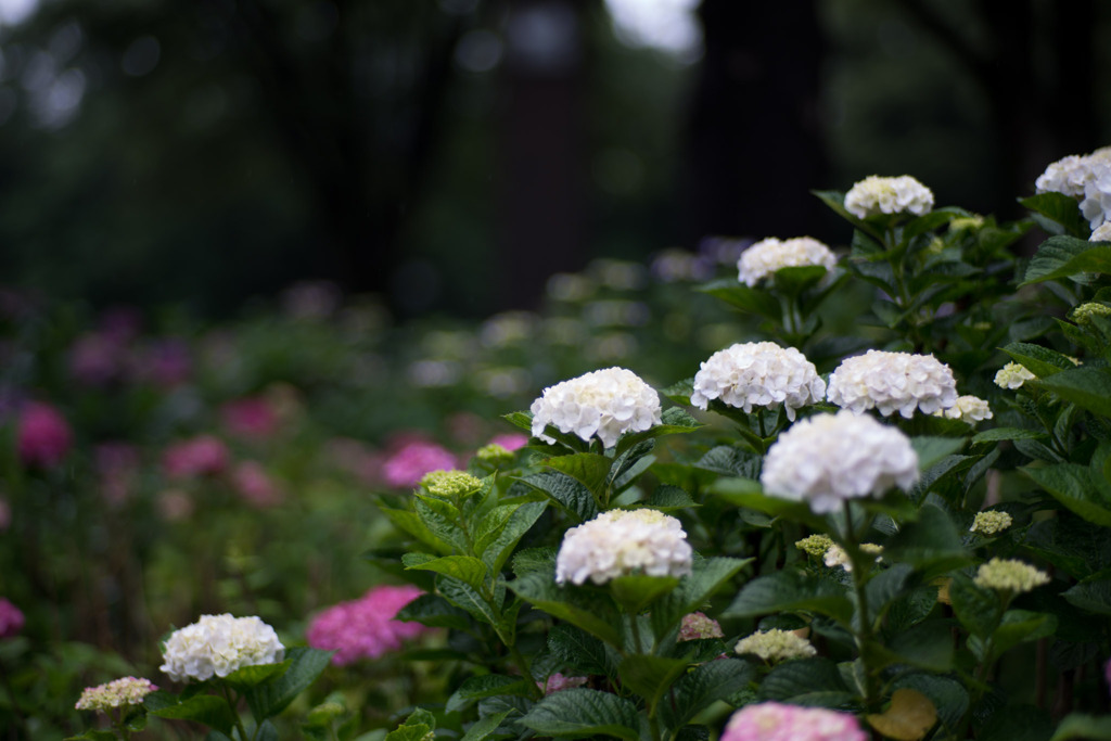 府中市郷土の森【アジサイ】②20200614