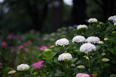 府中市郷土の森【アジサイ】②20200614