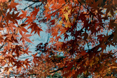 新宿御苑【上の池あたりの紅葉】④20181215