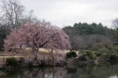 早春の新宿御苑【サクラ：修善寺寒桜】①20200307