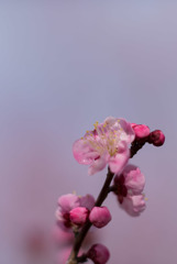 小田原FG【梅：古金襴】20190210