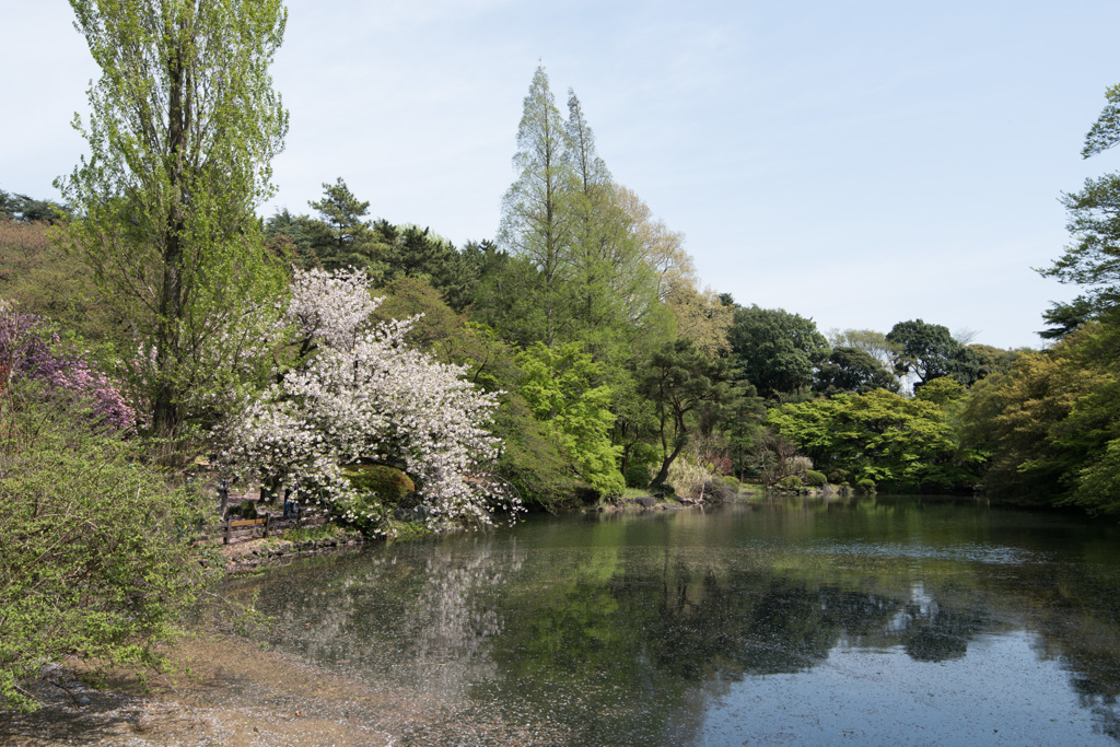 【新宿御苑(桜：一葉)】②20150418