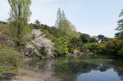 【新宿御苑(桜：一葉)】②20150418