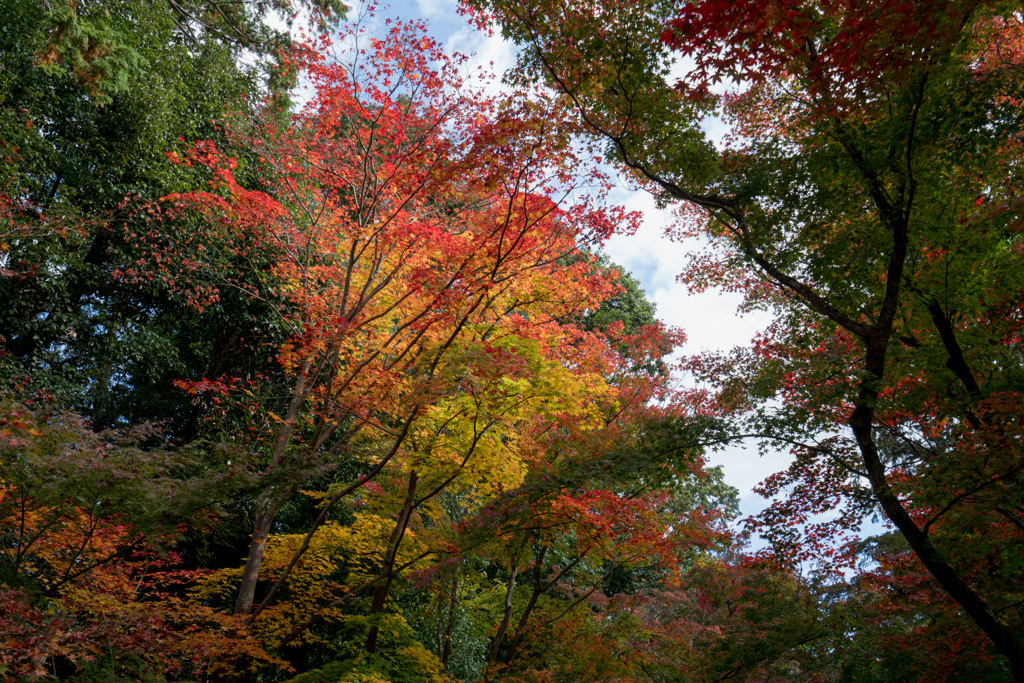 京都紅葉狩り【光明寺：紅葉】①20201122