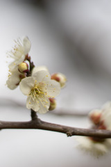 大船フラワーセンター【梅の花：鶯の谷】20200215