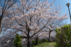 近所のサクラ【みすずが丘公園】②20200402