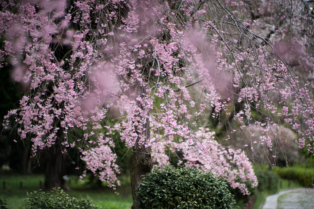 神代植物公園【八重紅枝垂れ桜の近景】②20230327