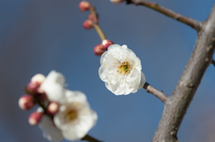 【小田原フラワーガーデン(鶯宿)】①20150214