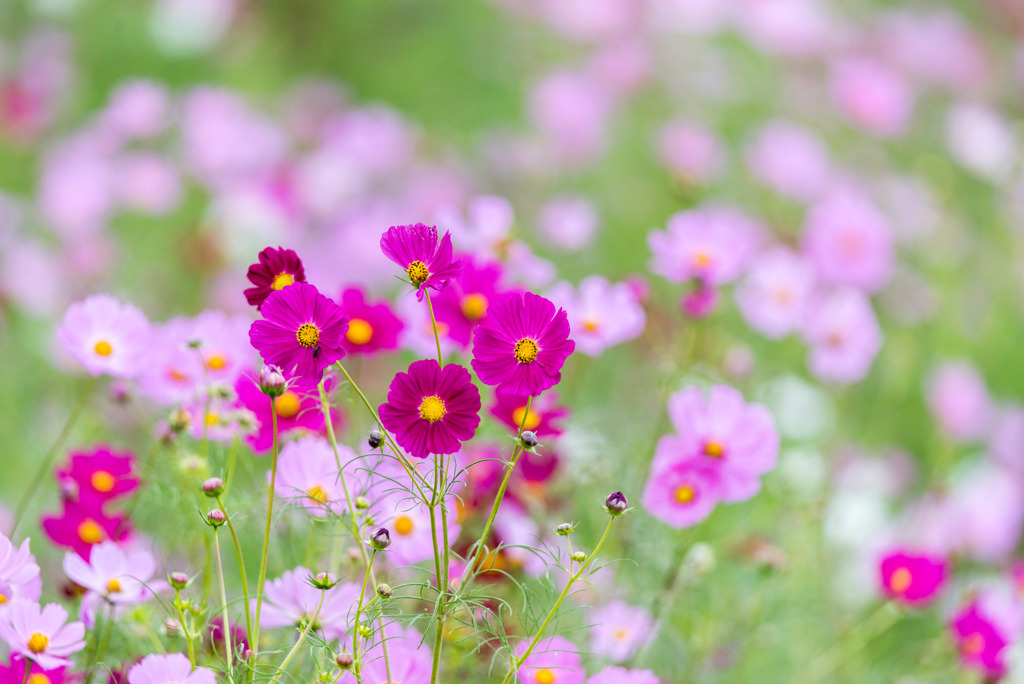 昭和記念公園【花の丘の花畑】①20191006