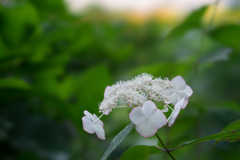 相模原麻溝公園【紫陽花：ガクアジサイ】20170624