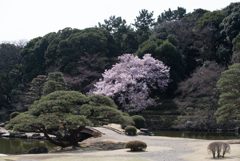 新宿御苑【桜：高遠小彼岸】①20170325