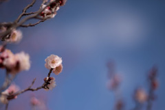 小田原FG【梅：八重旭】20190210