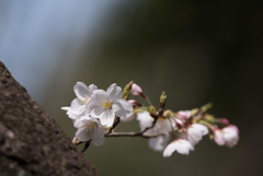泉の森公園【桜：染井吉野】20180324