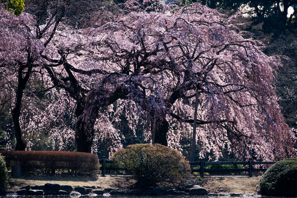 新宿御苑【枝垂れ桜： 下の池付近】①20180317