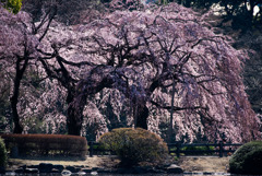新宿御苑【枝垂れ桜： 下の池付近】①20180317