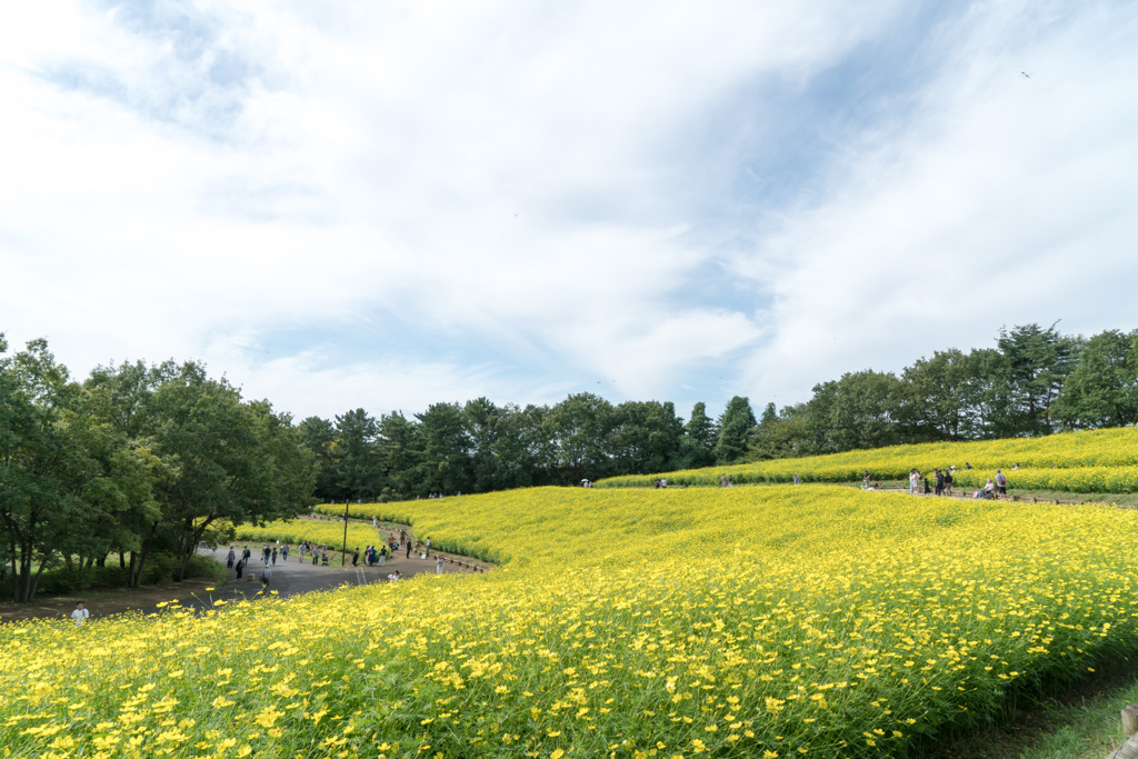 昭和記念公園【花の丘：キバナコスモス(レモンブライト)】①20230924