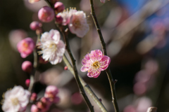 大船植物園【梅の花：思いの儘】20170219