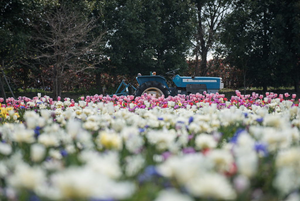 花菜ガーデン【チューリップ園の眺め】②20190407