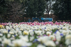 花菜ガーデン【チューリップ園の眺め】②20190407