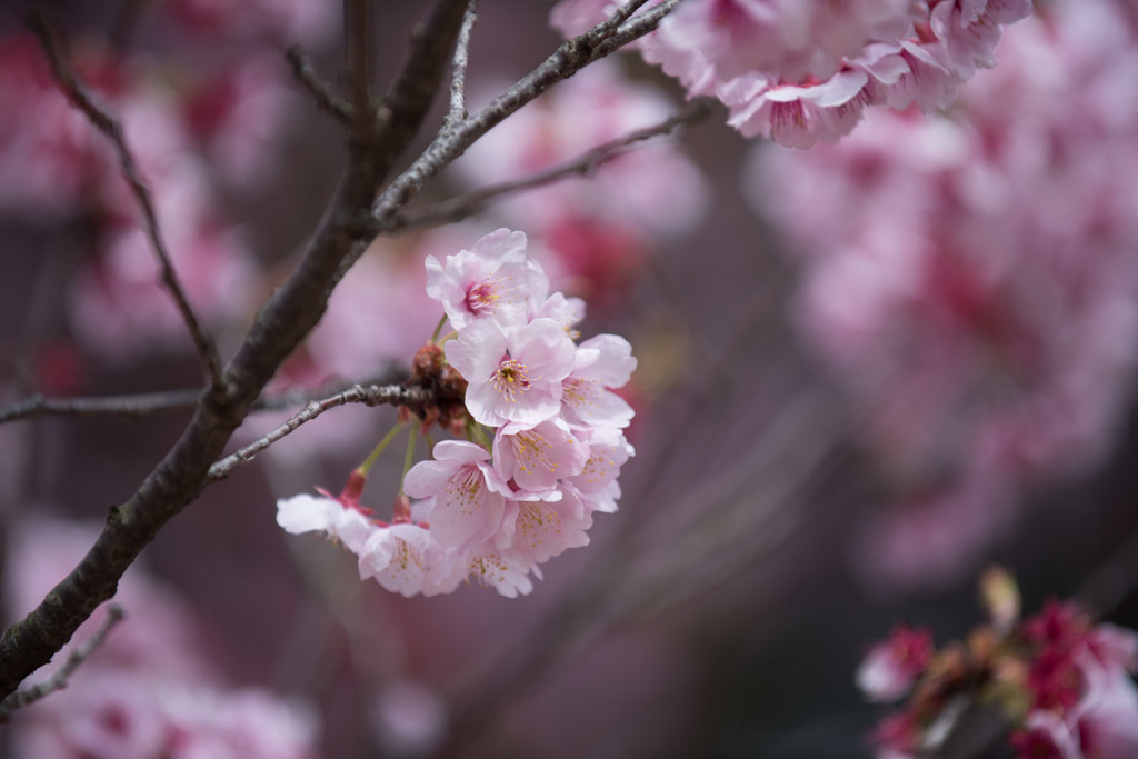 【新宿御苑(寒桜)】①20160312