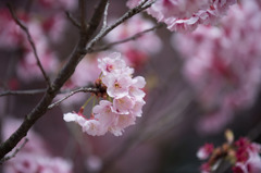 【新宿御苑(寒桜)】①20160312