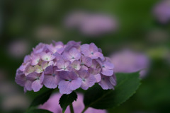 相模原北公園の紫陽花【西洋アジサイ】③20170618