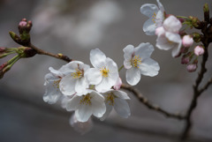 本牧山頂公園【桜：染井吉野】④20180324