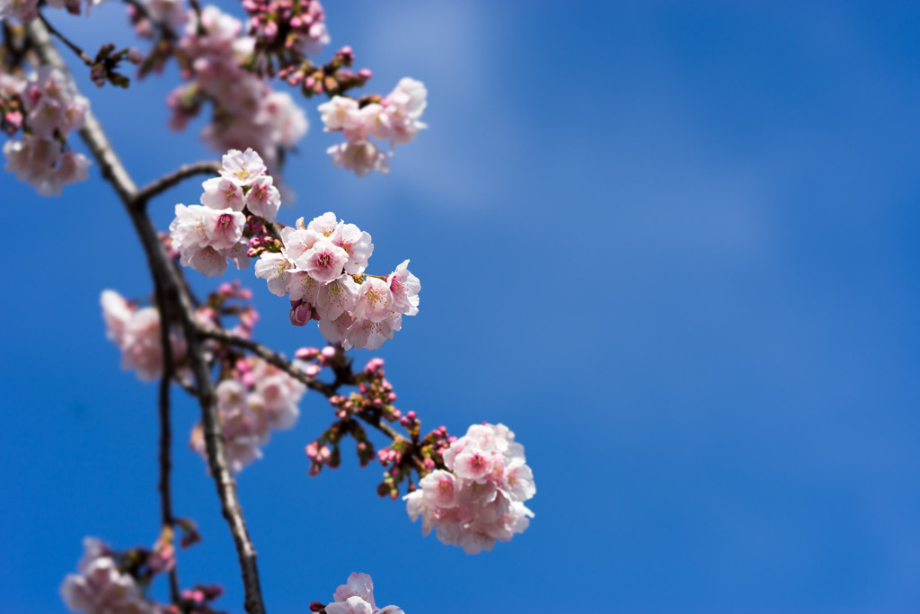 大船フラワーセンター【大寒桜】②20200301
