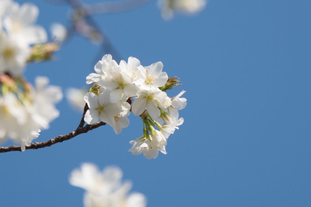 【テリタビーズ公園の大島桜】①20180325