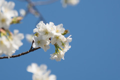 【テリタビーズ公園の大島桜】①20180325