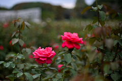 神代植物公園【秋バラ：緋扇】20241016